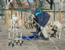 Sokak köpeklerine battaniyeli koruma